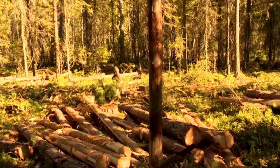 Указом губернатора Архангельской области в лесах региона введен особый противопожарный режим